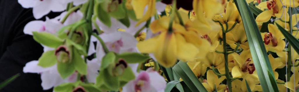 cs - van tilburg - orchids banner.png