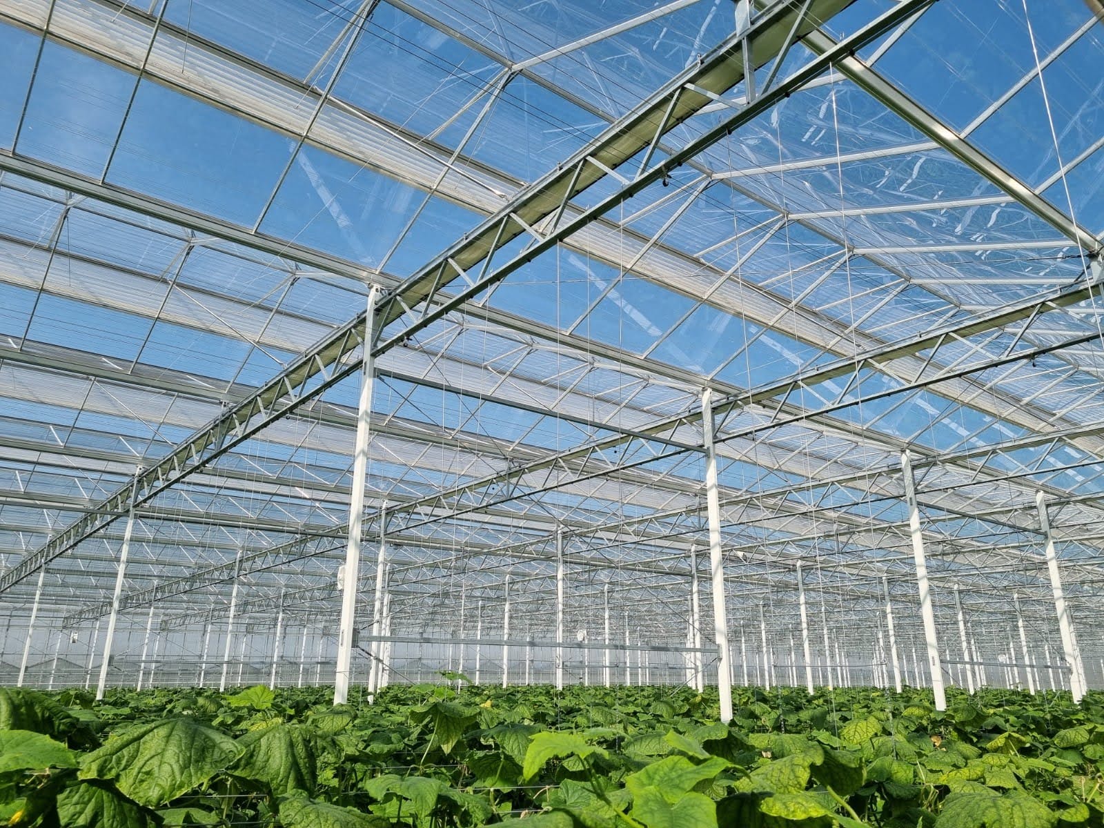 cs - 2021-ijsselgrow-luxous-1147-fr.jpg