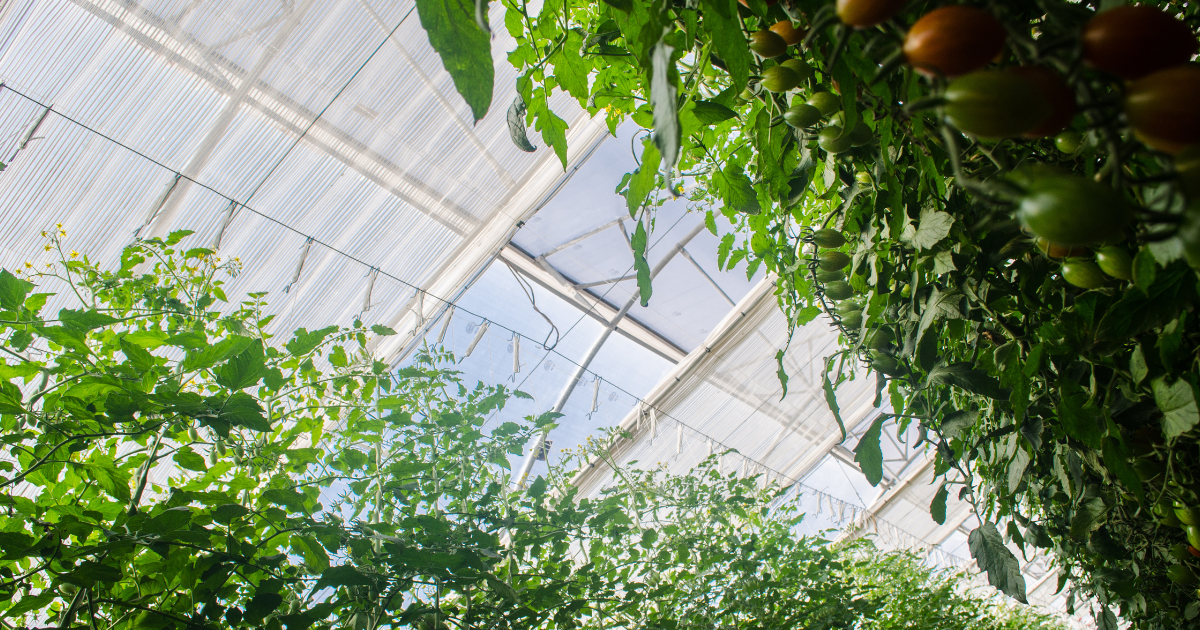 CS - Highlights - Greenhouse - Screen - Tomato.png