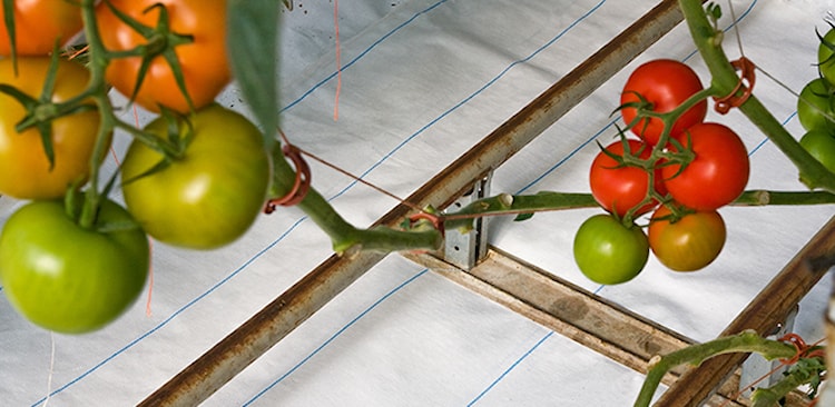 Svensson weed control groundcover.jpg