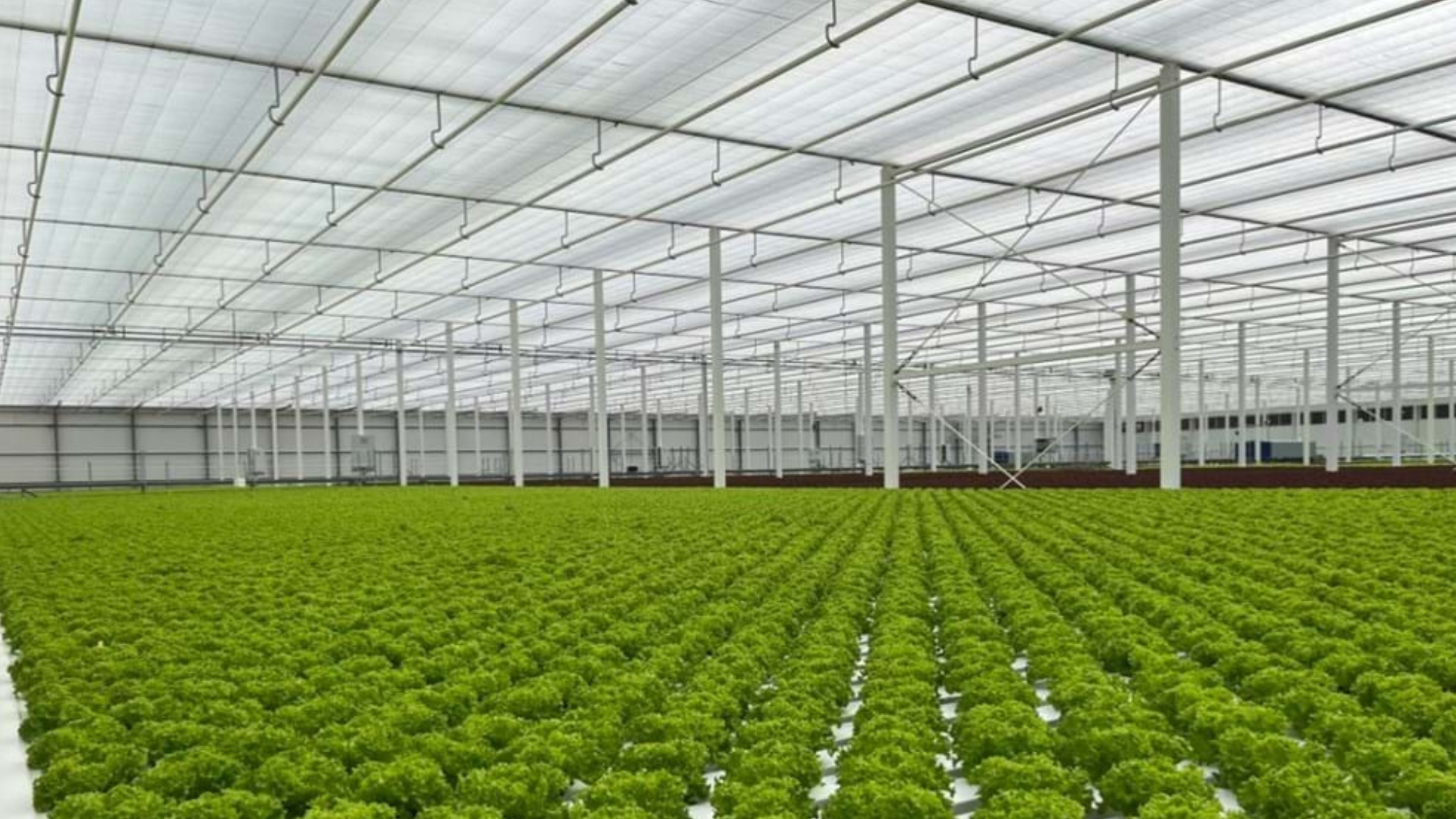 CS - Armela Farms - Abu Dhabi - United Arab Emirates - Hot Climate - Leafy Greens - PARperfect.png