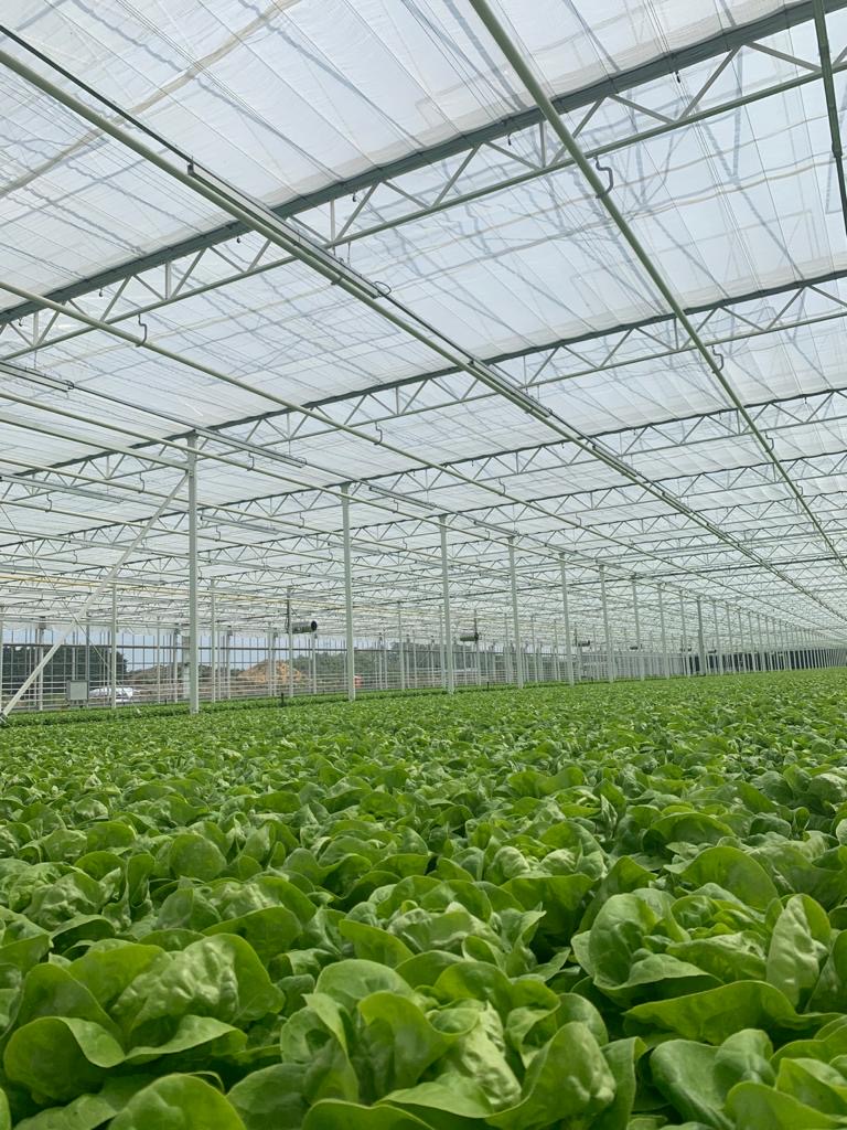 cs - Paul Ceulemans - leafy greens.jpg