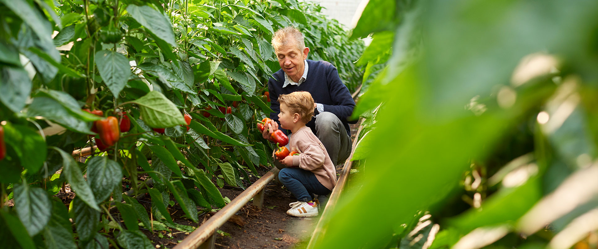CS - Highlights - Greenhouse - Peppers - Constantly working.jpg