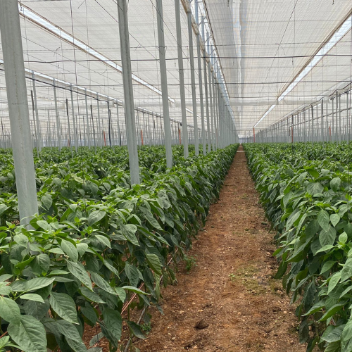 CS - Hightlights - Almeria Greenhouse 2.png