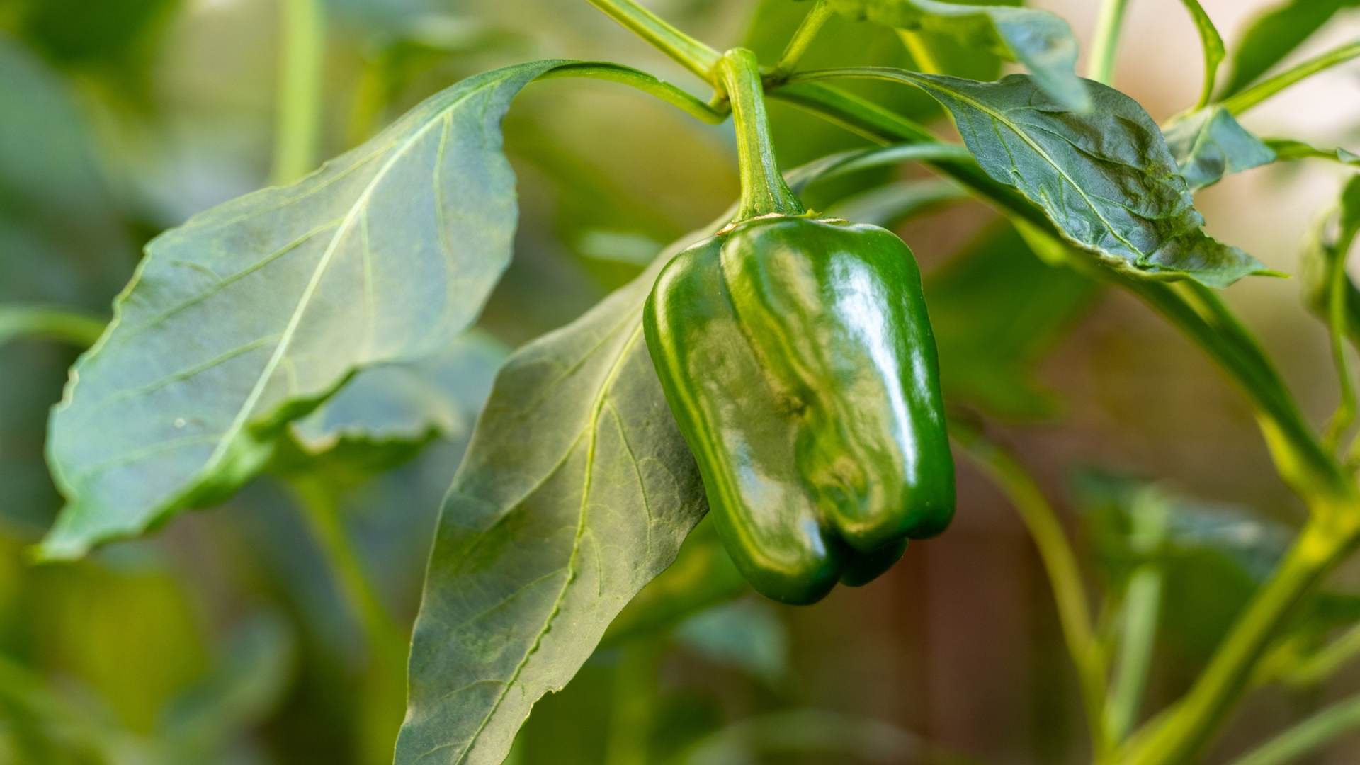 CS - Green Bell Peppers - Stock Photos - Crops.png