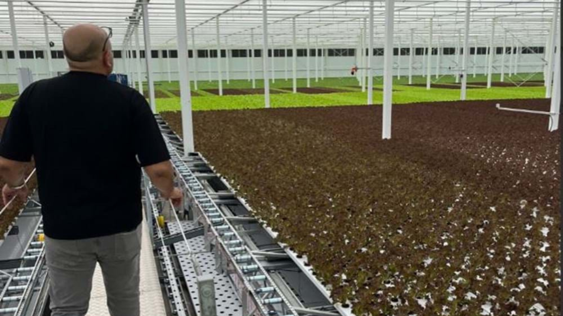 CS - Armela Farms - Abu Dhabi - United Arab Emirates - Grower - PARperfect - Leafy Greens.png