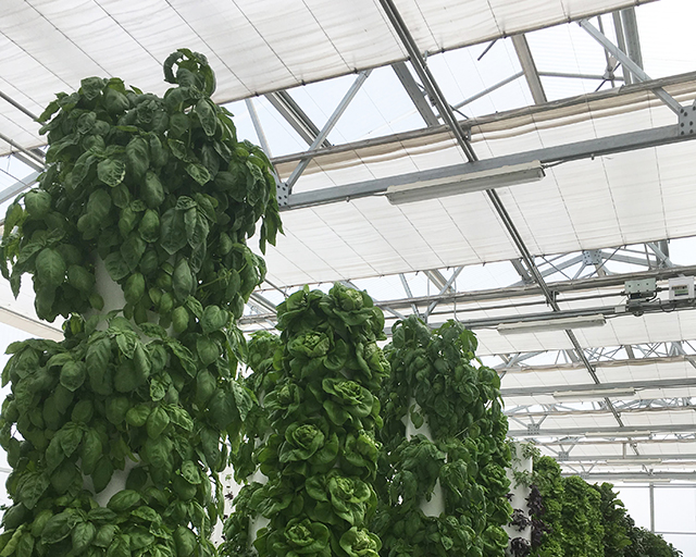 cs - true-garden-tower_img_8304.jpg