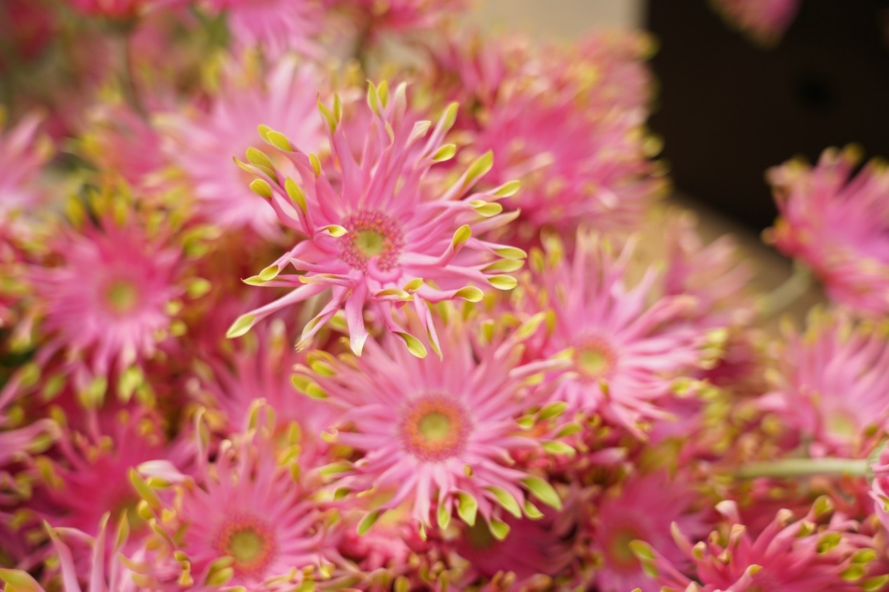 CS - Honghe Chuangsen - Pink Gerbera - Flower Greenhouse