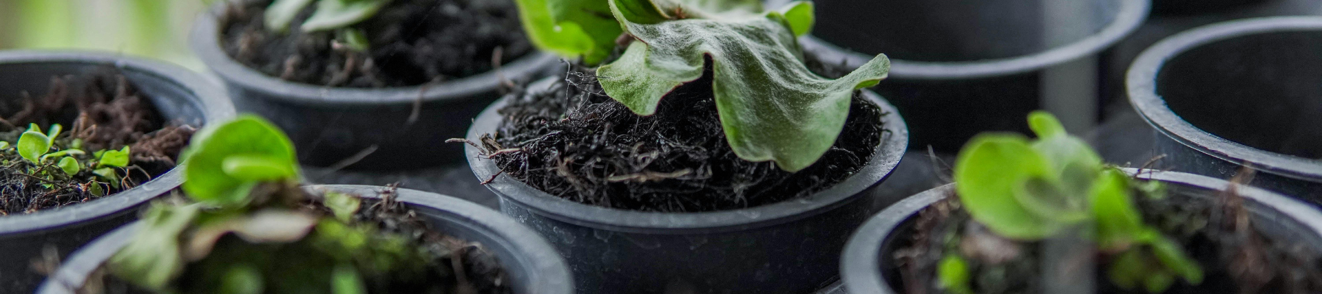 CS - Potplants - Crops - Baby Plants.png