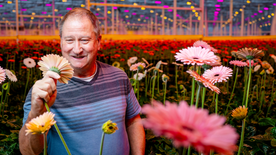 CS - Terry Pastorek - Article Card - Gerberas - Canada.png