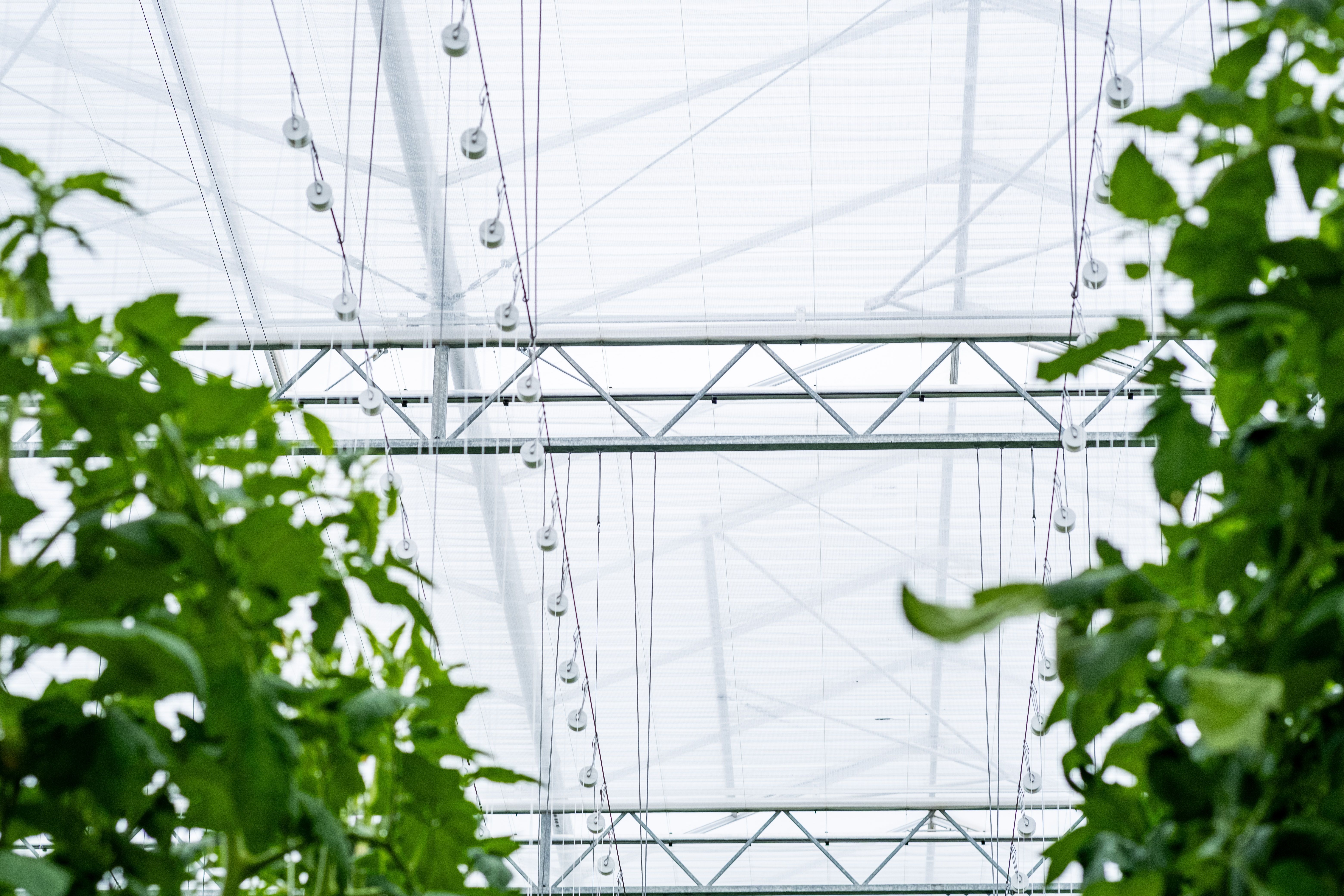 CS - Ridge Farms - Canada - Luxous Light FR - Tomatoes