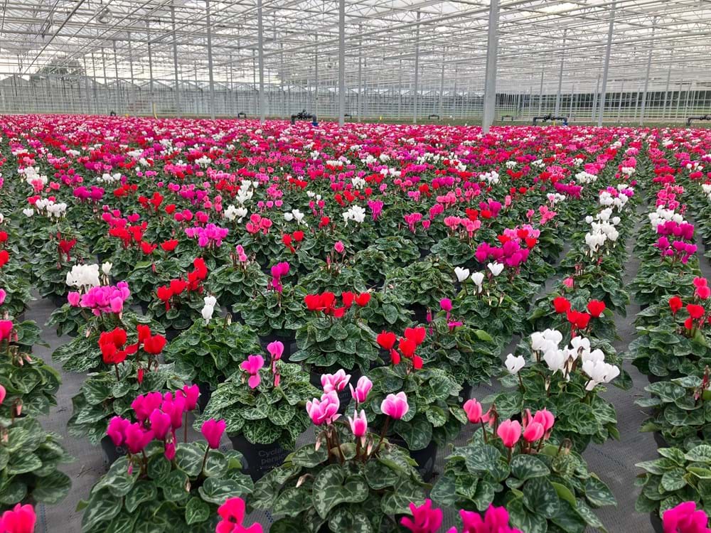 CS2026 Kwekerij Bouten NL.jpeg