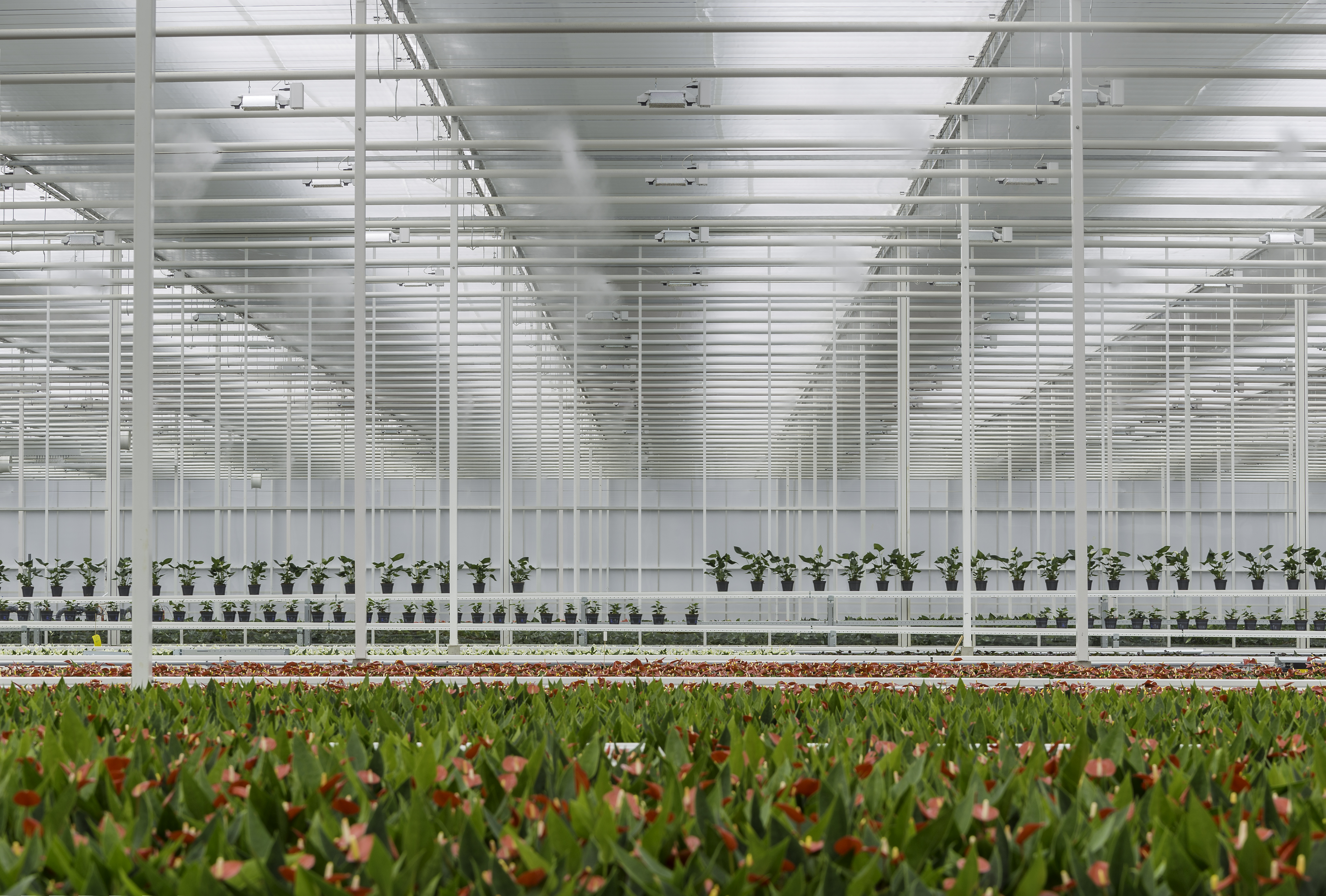 CS - PARperfect - Flowers - Netherlands - Venlo Glasshouse