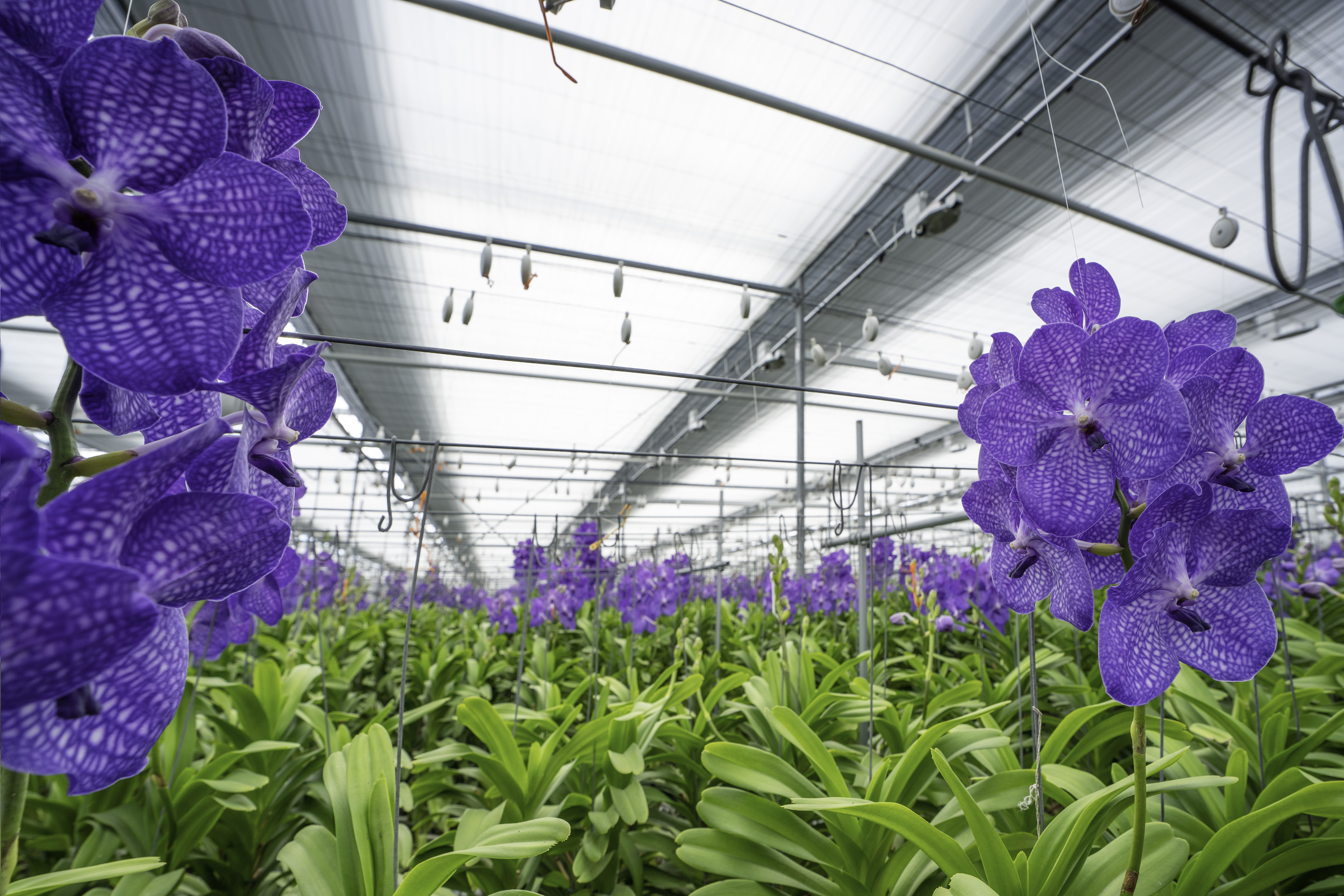 CS - ANSU Orchids - Netherlands - Orchids - PARperfect - Harmony 2047 - Obscura 9970