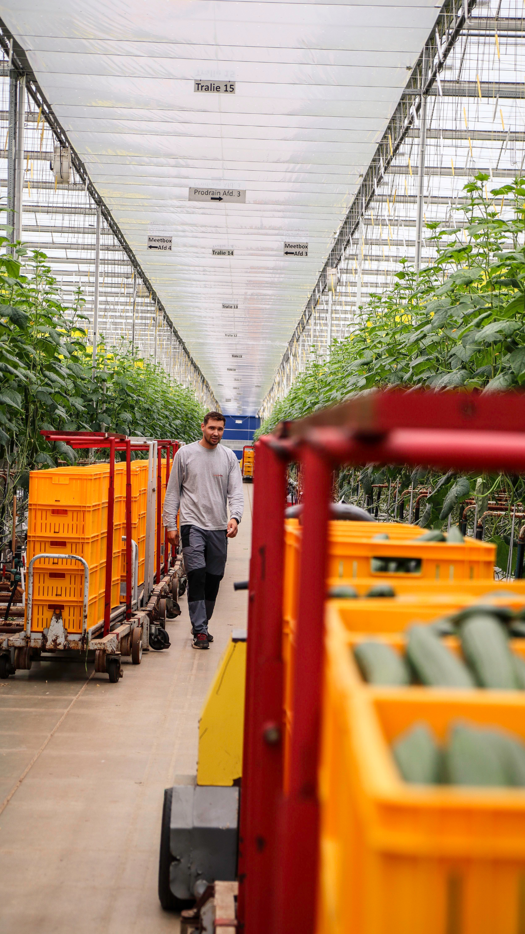 CS - Highlights - Cucumbers - Royal Pride - High Tech Greenhouse.png