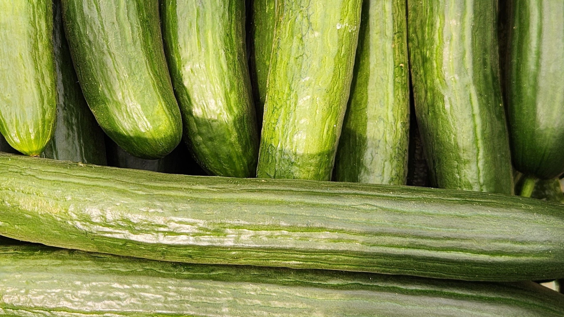 CS - Romenatur - Cucumbers - Almeria - Spain