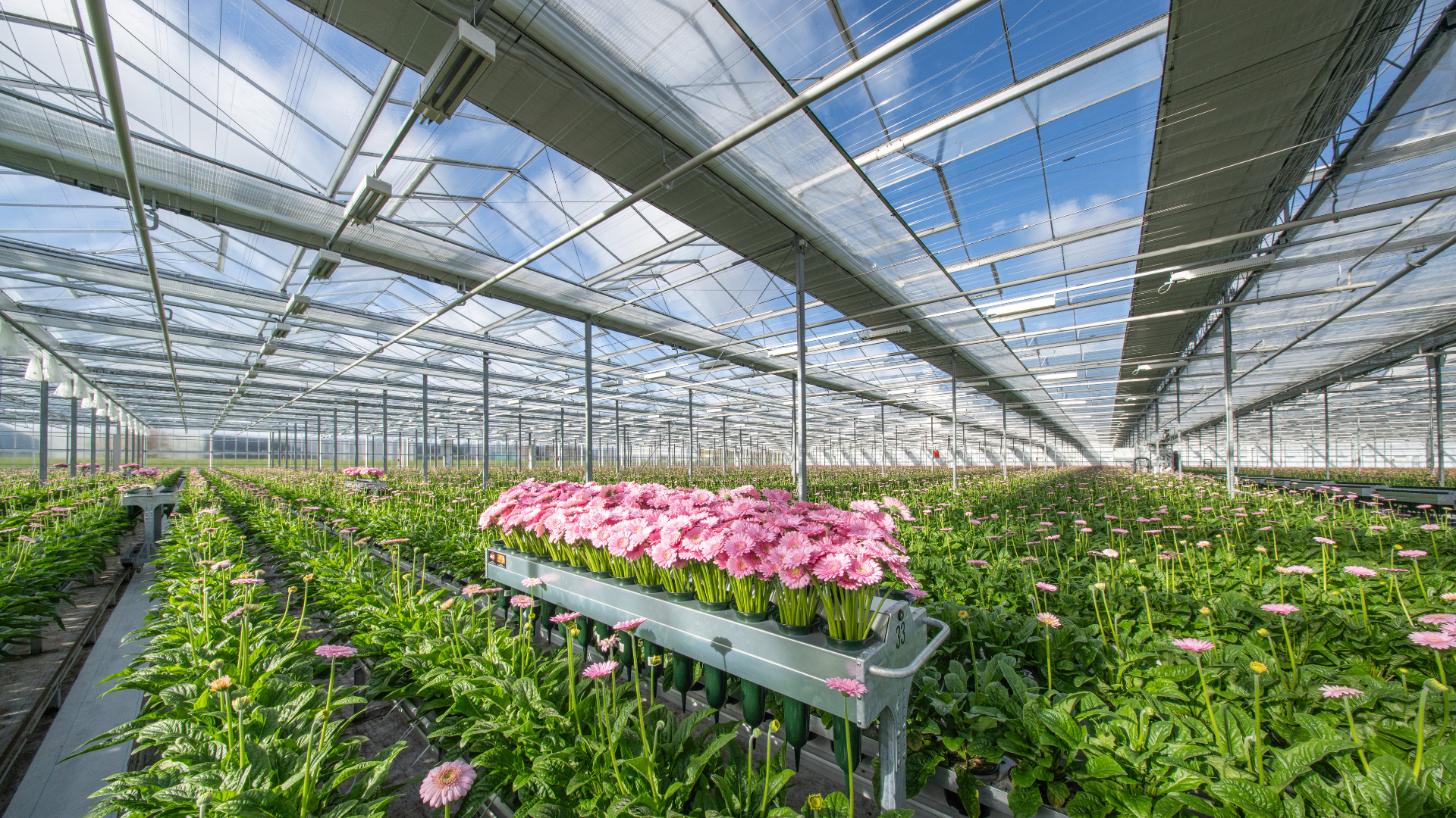 CS - Gerberas - Obscura 10070 WB BW - Luxous Light - 2026 - Netherlands - Everyd Flowers.png