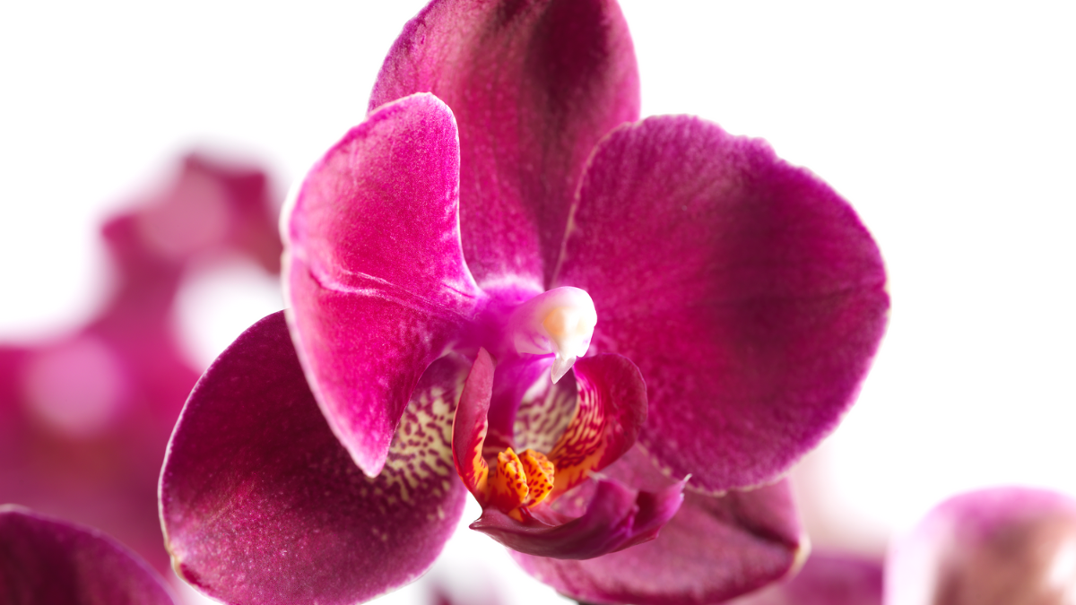 CS - Orchid - Photoshoot Thumbnail.png