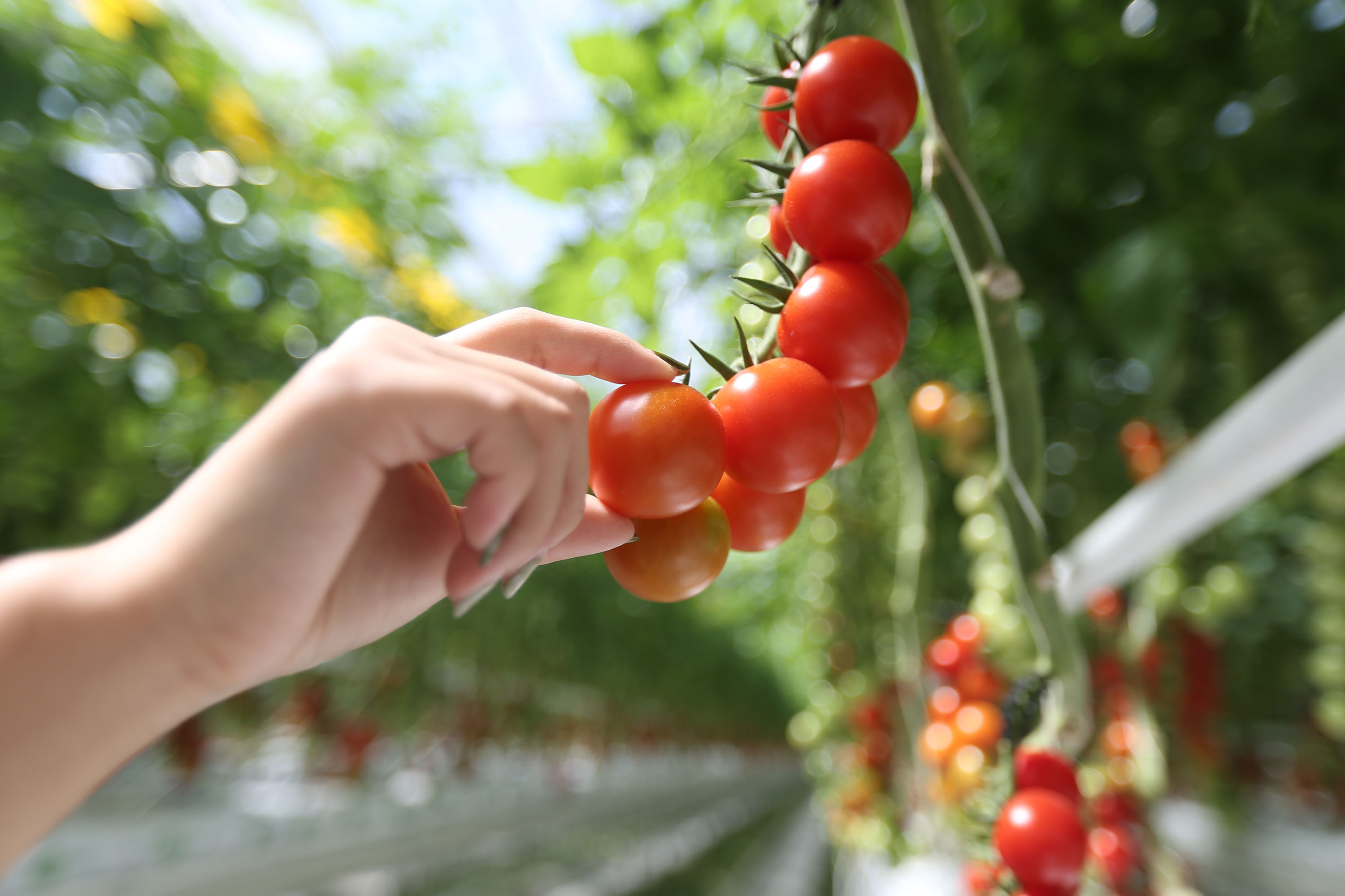 cs - tomato cluster.jpg