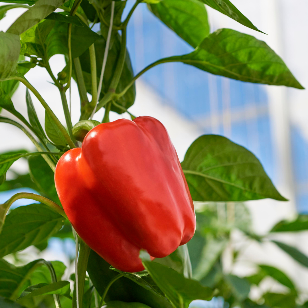CS - Crop pages - Peppers - Bell Peppers.png
