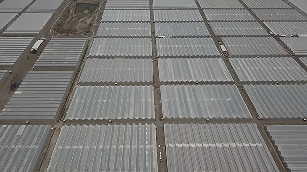 cs - naturesweet - hectares of glass.jpg