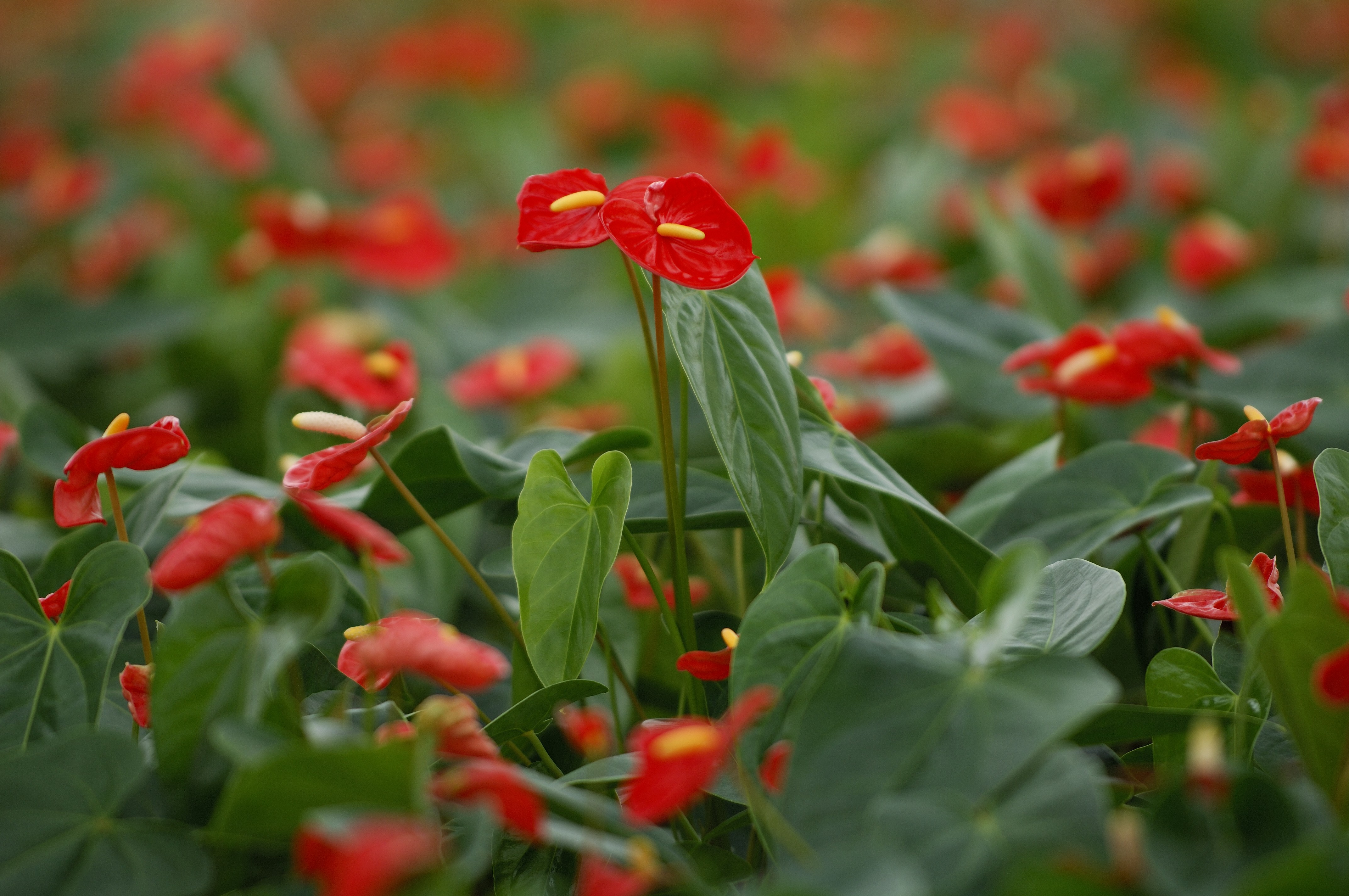 cs - anthura - anthurium.jpeg