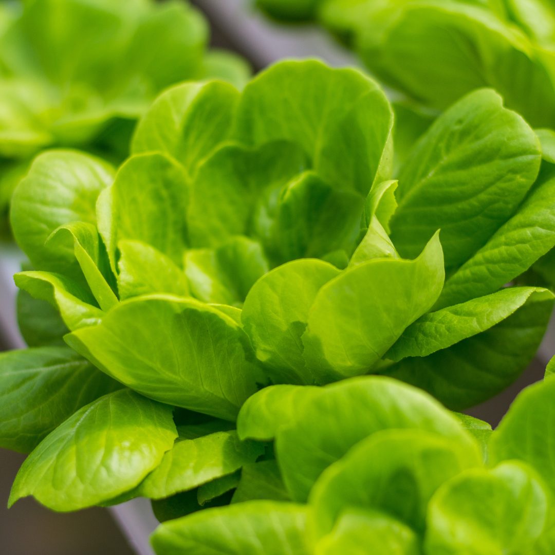 CS - Crop Pages - Lettuce - Leafy Greens