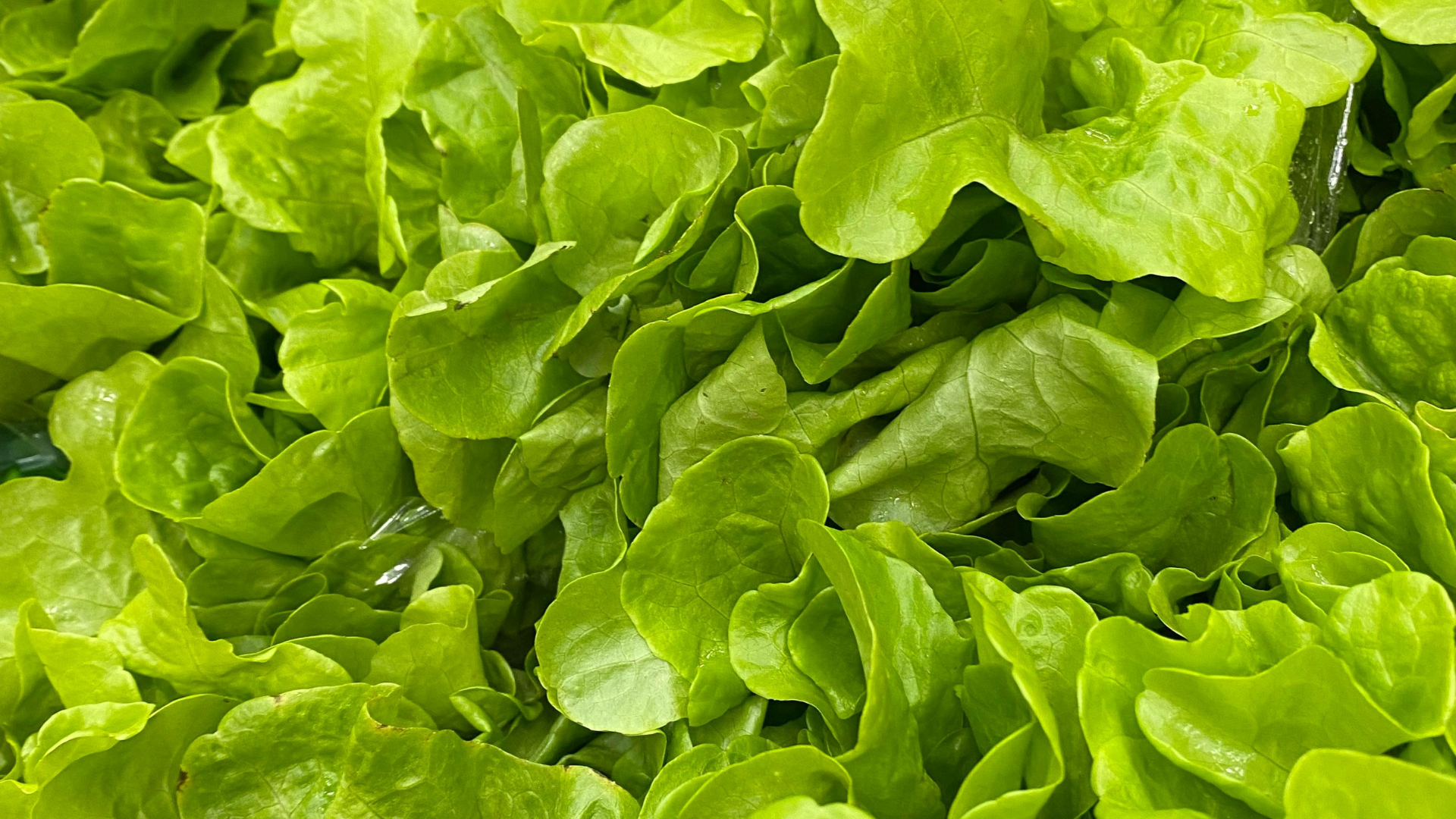 CS - Lettuce - Slateler Paul Ceulemans - Netherlands - 2020.png
