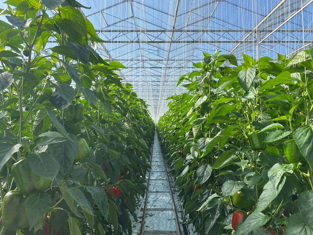 CS2026 foto Moors NL.jpg