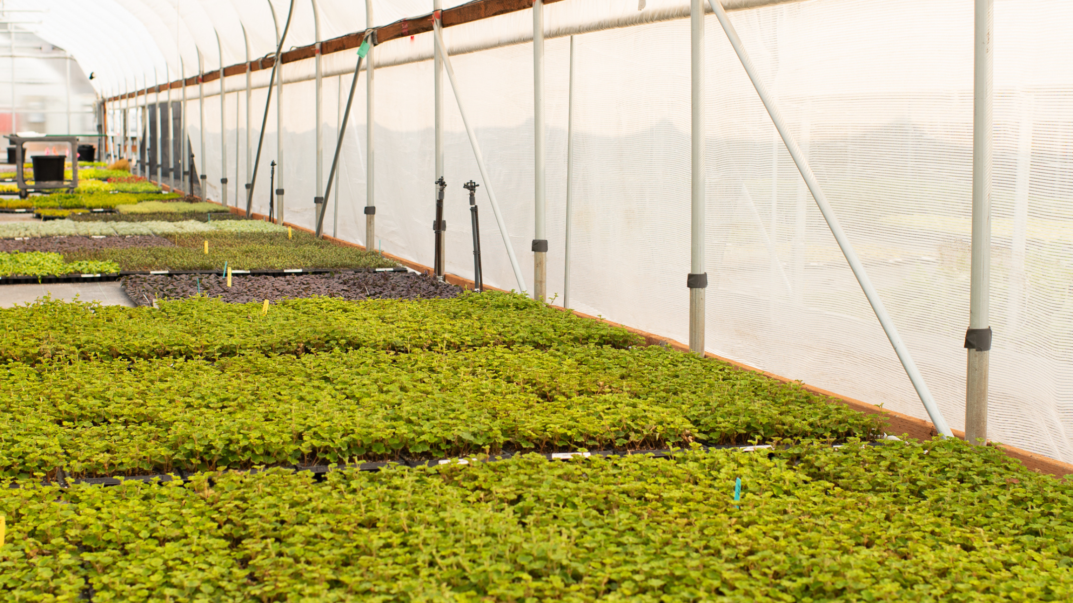 CS - Little Prince of Oregon - Harmony - Houseplants.png