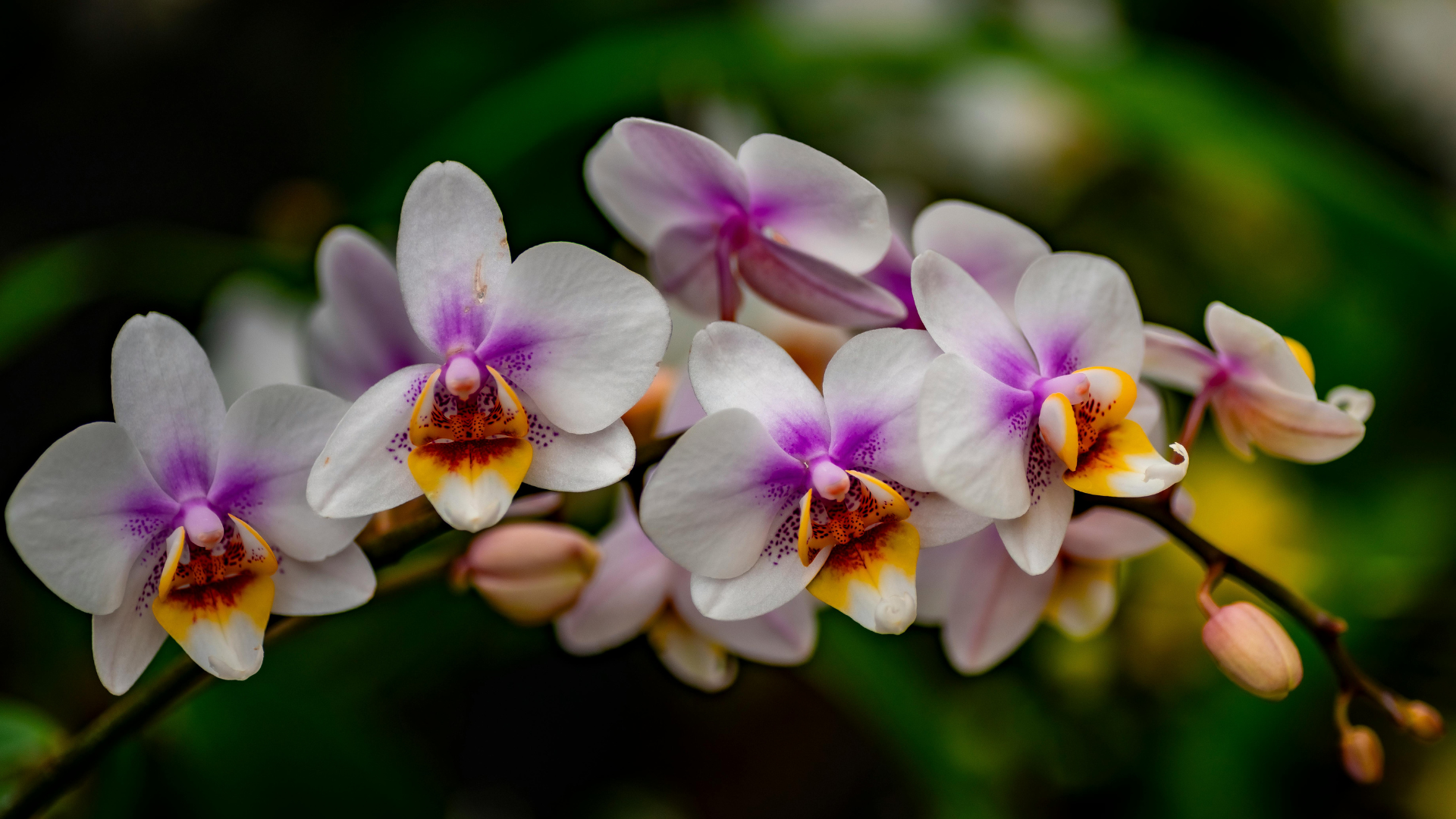 CS - Orchid - Aphrodite Orchids - Netherlands - 2020.png