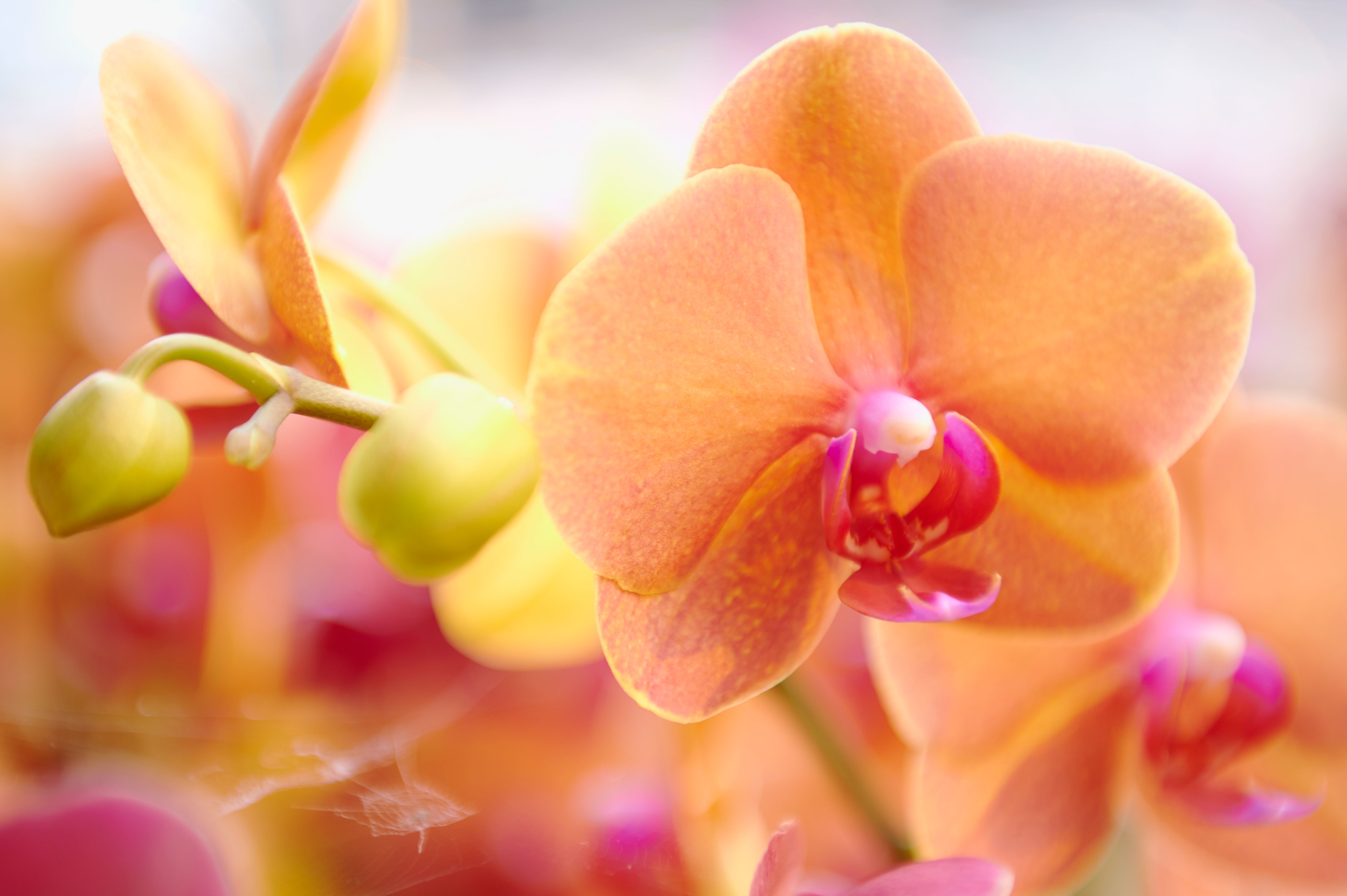 CS - Grower story - ter-laak-svensson-orchid-2018-3.jpg