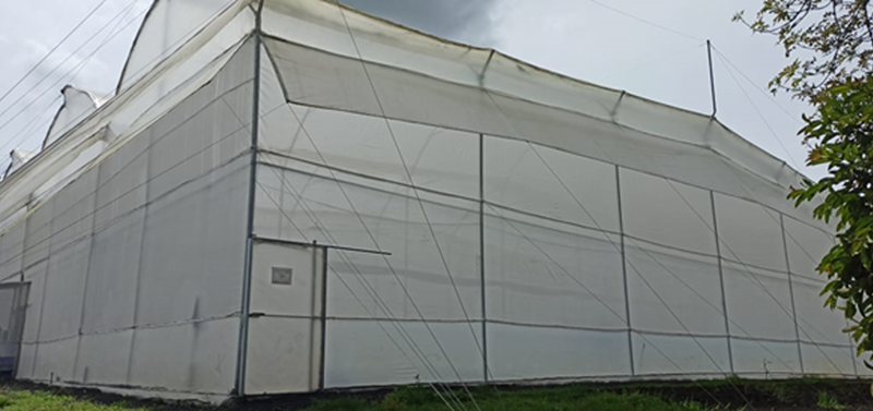 CS - Dummen Orange Colombia 2.png