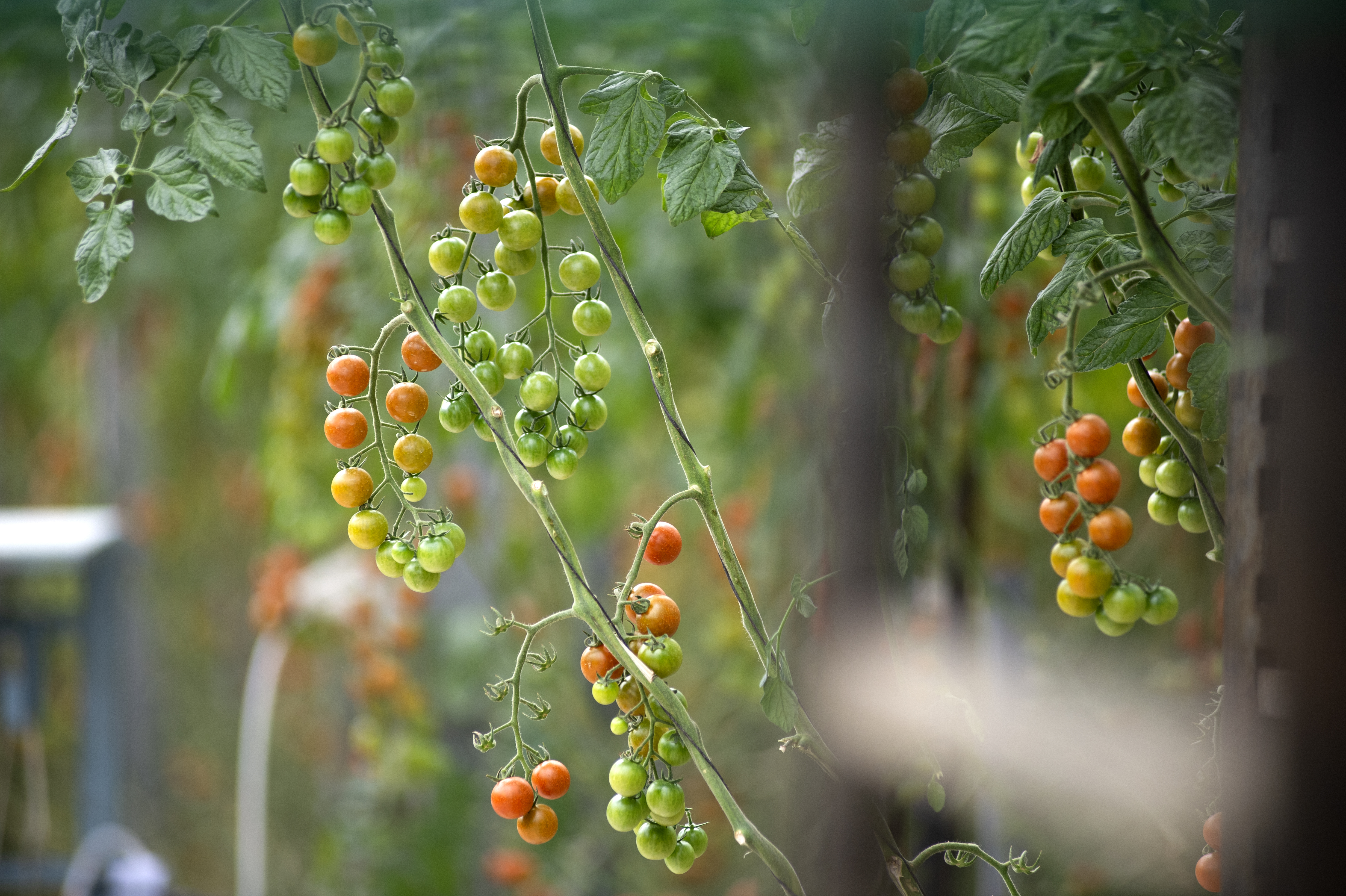 cs - nelson-dsc_7378 - grower story.jpg