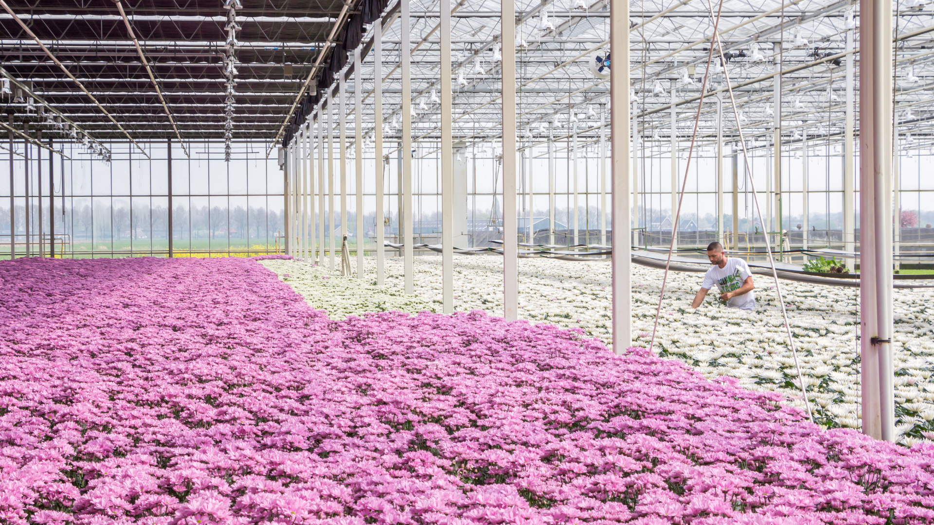 CS - Crops - Mums - Chrysanthemums - Greenhouse - Pink and white.png