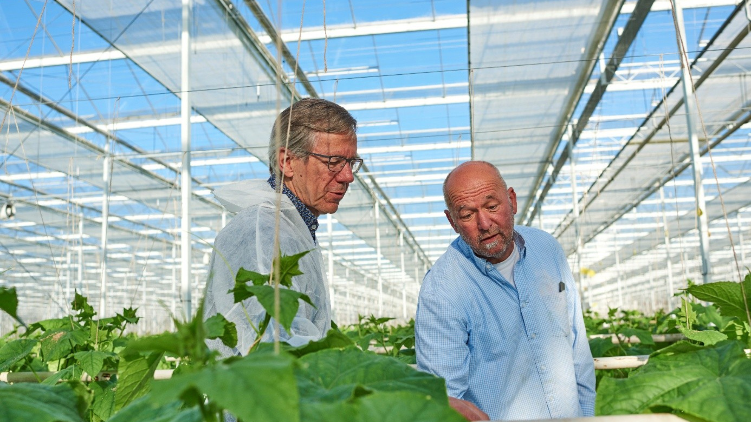 CS - Highlights - Hugo Plaisier - Grower - Netherlands - High Wire Crops.png