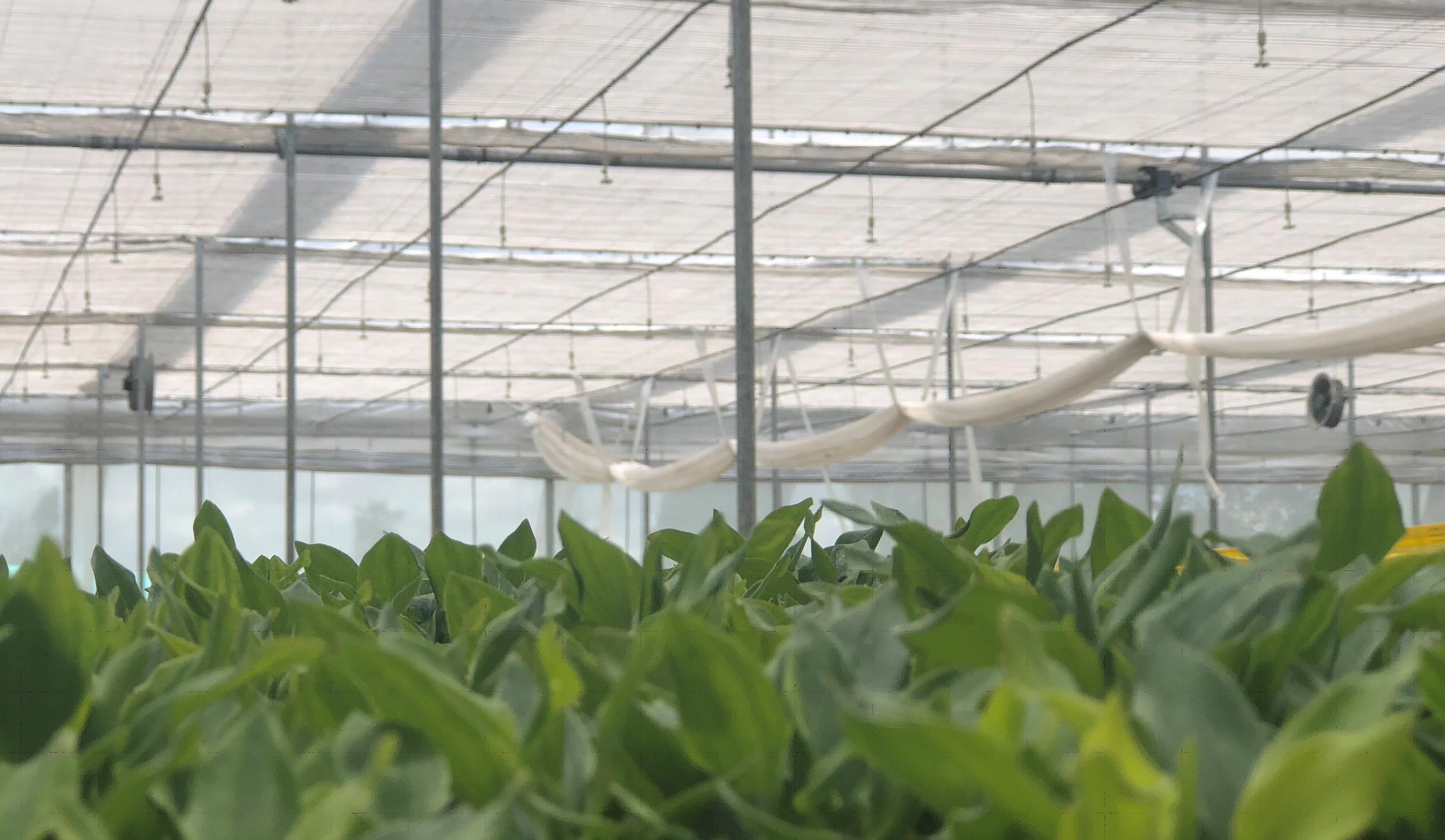 cs - flores-la-serena_gh1.jpg