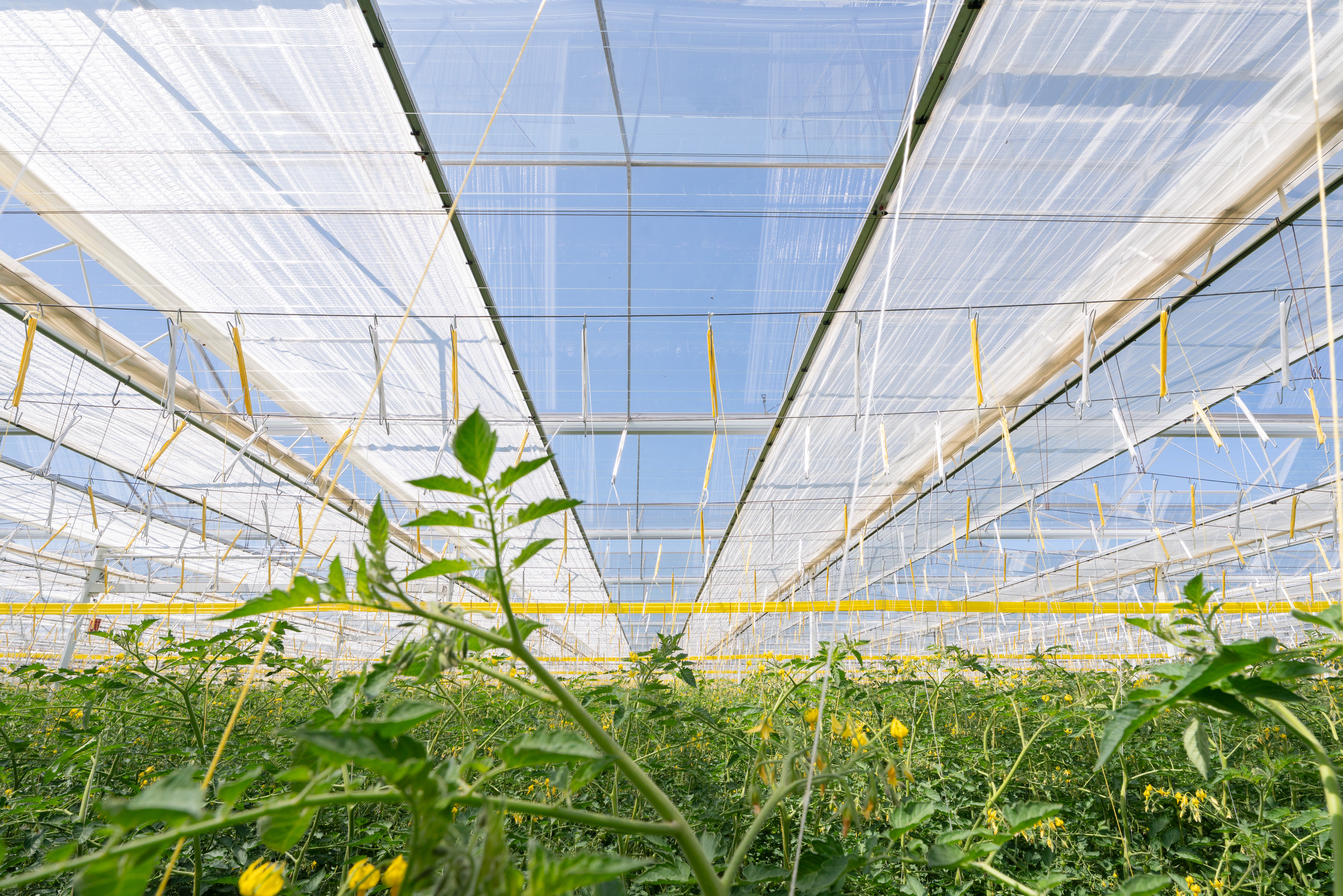 CS - TVA Farms - Netherlands - Tomatoes - Luxous Light FR - Energy Monitor - Greenhouse