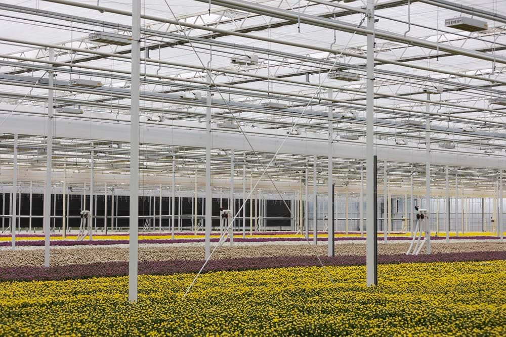 cs - ugrand - photo taken by Mario Bentvelsen.jpg