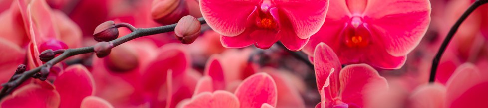 CS - NL - World of Orchids - Orchids.jpg
