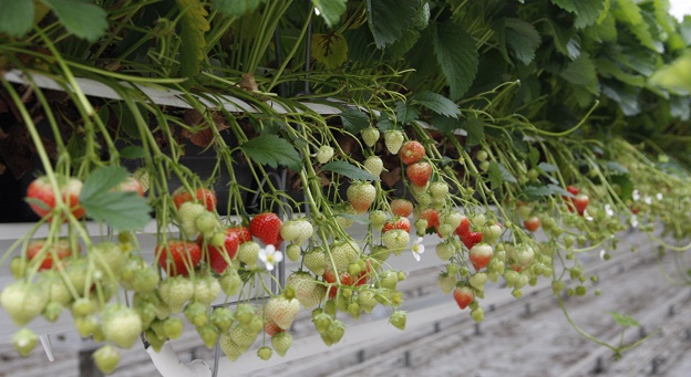 CS2026 Aardbeien NL.jpg