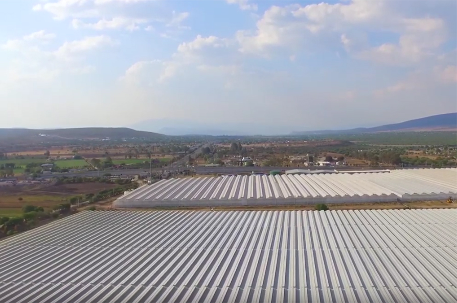 cs - freshmex-gh1a.jpg