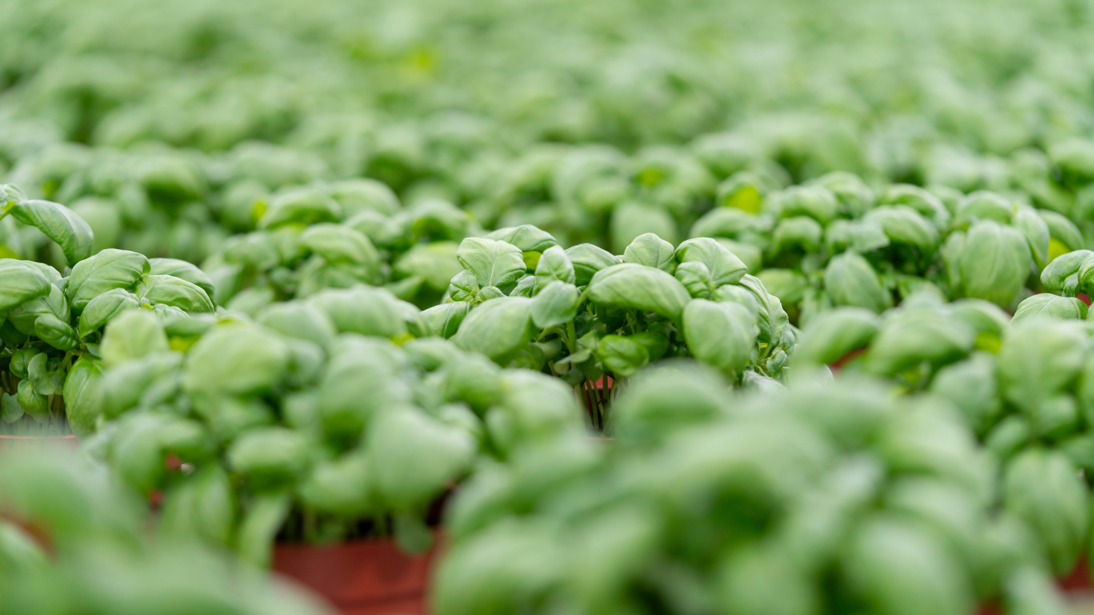 CS - Buysman Herbs - Basil - Luxous Eco - Netherlands.png