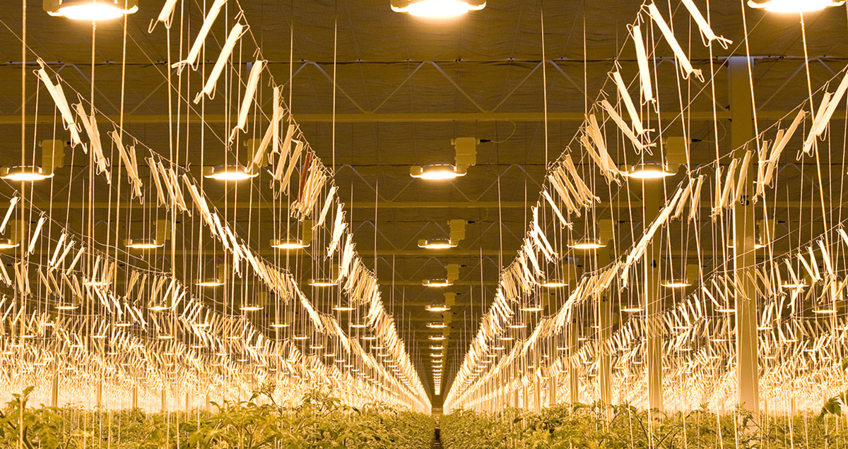 CS - Obscura 9950 - Lit Tomatoes - Canada - Light Abatement.jpg