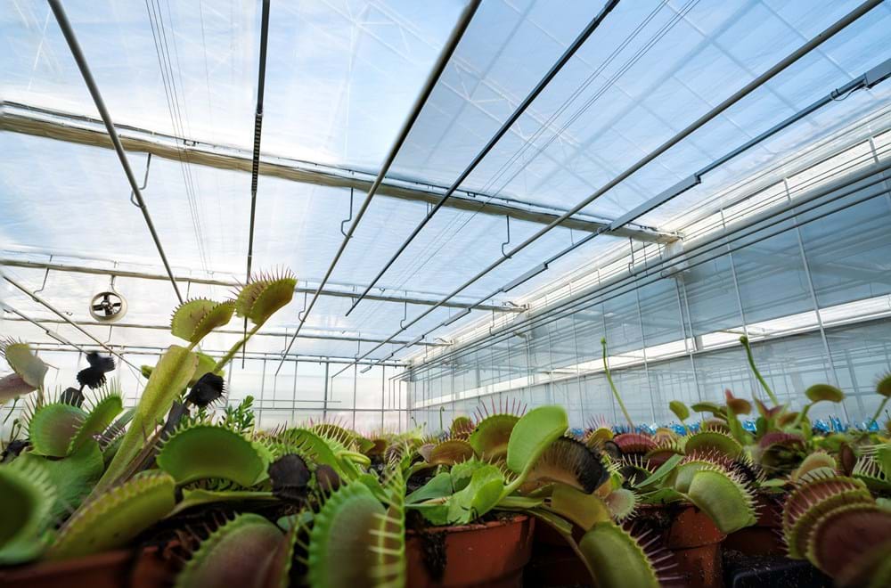 cs - carniflora venus flytraps.jpg