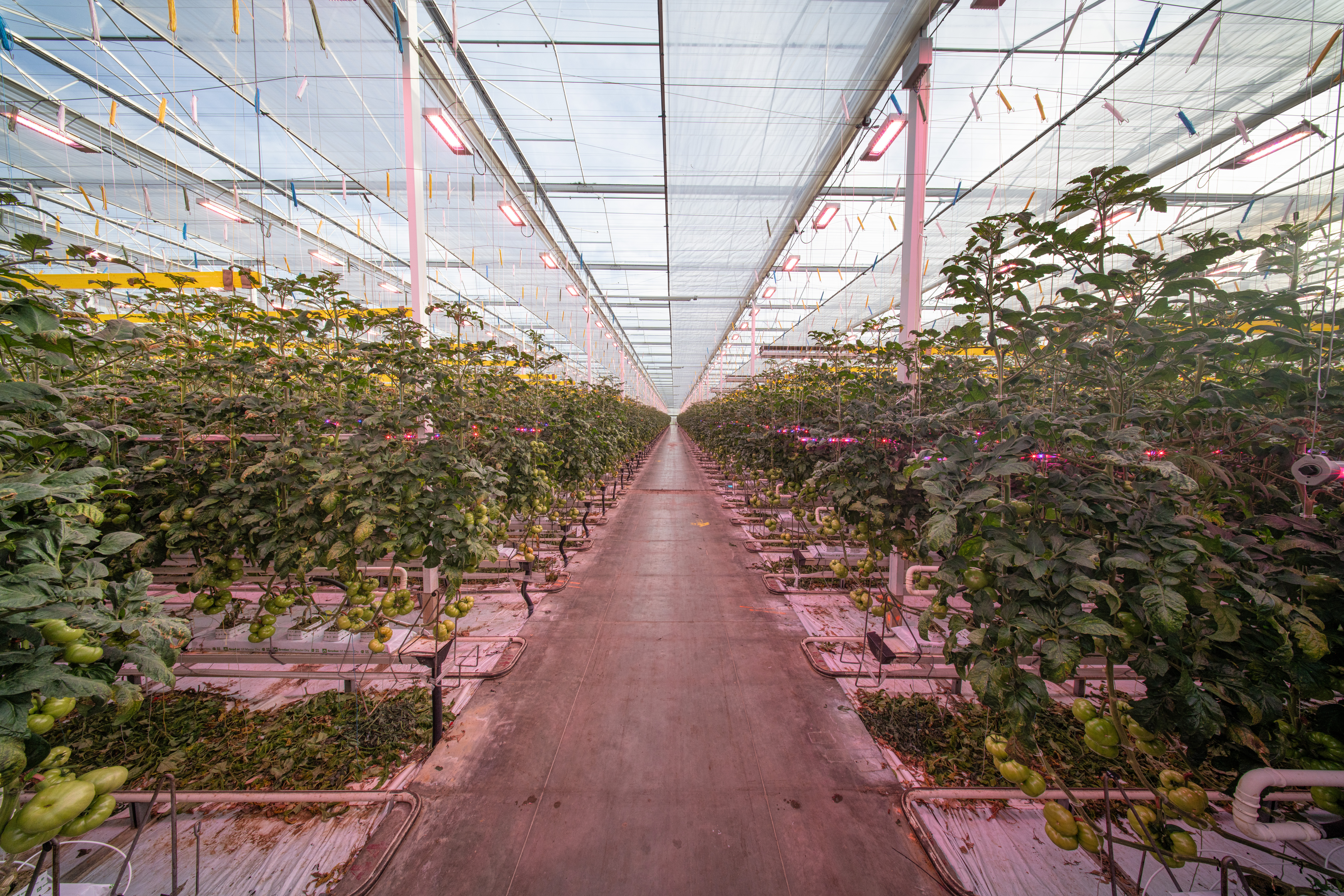 CS2026 Herdi voorbald NL.jpg