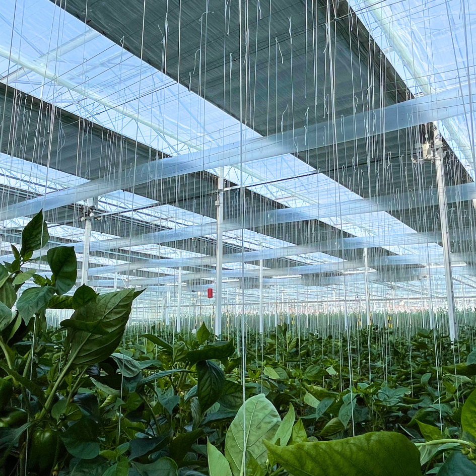 C S - ENERGYperfect - Peppers - Netherlands - Delphy.png