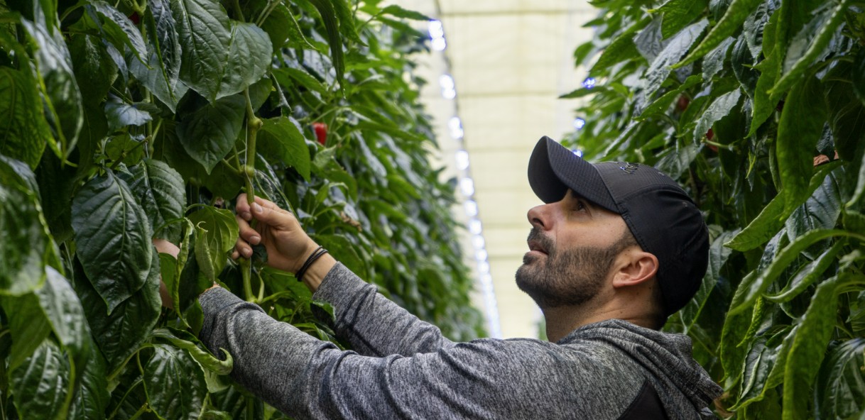 cs - allegro acres - peppers.jpeg