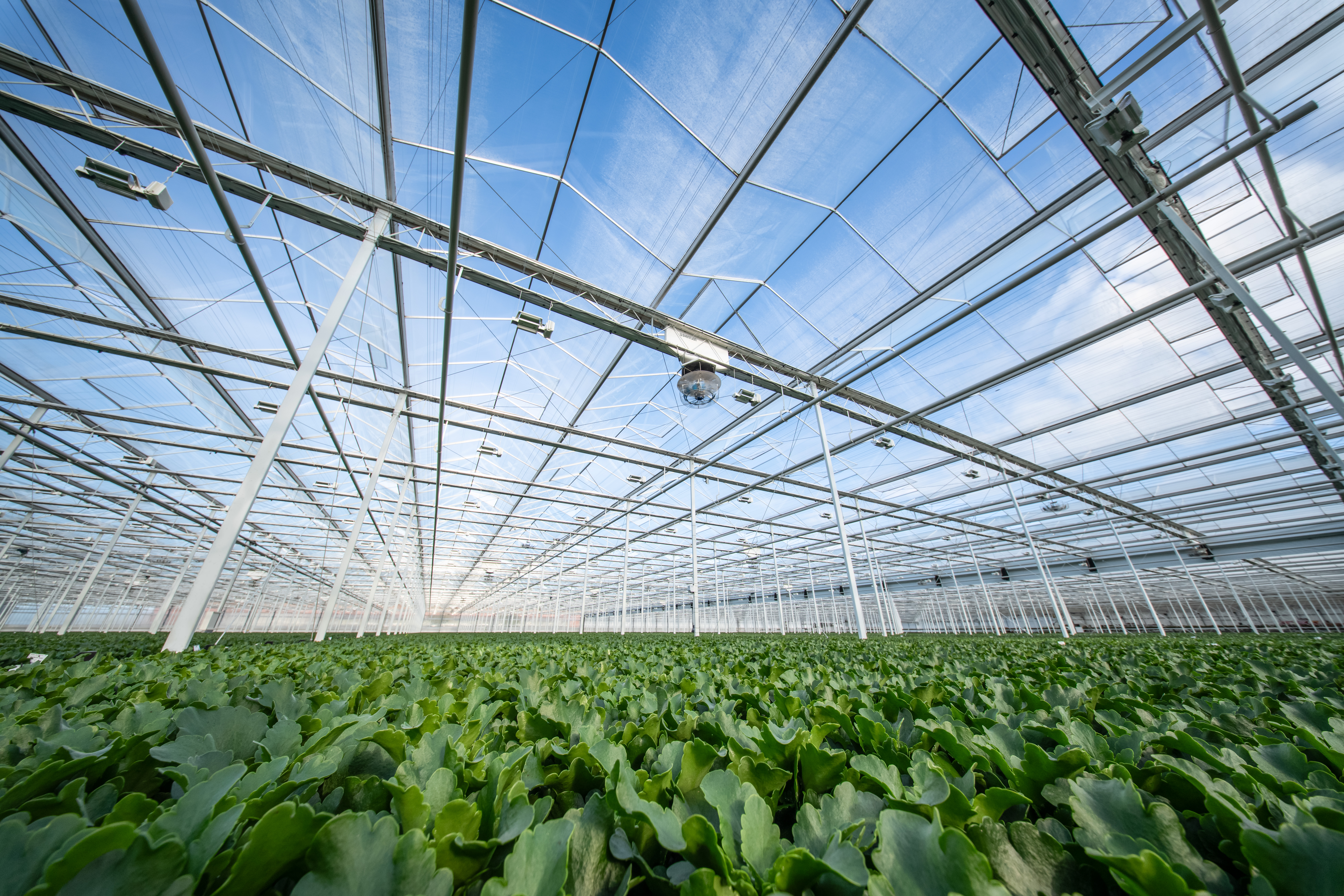 Greenhouse with ClimaFlow fans and Harmony screens